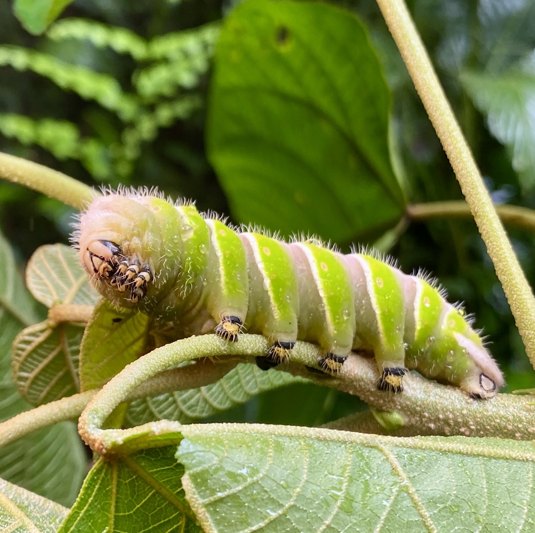 Wildlife — Ecuadorian Amazon