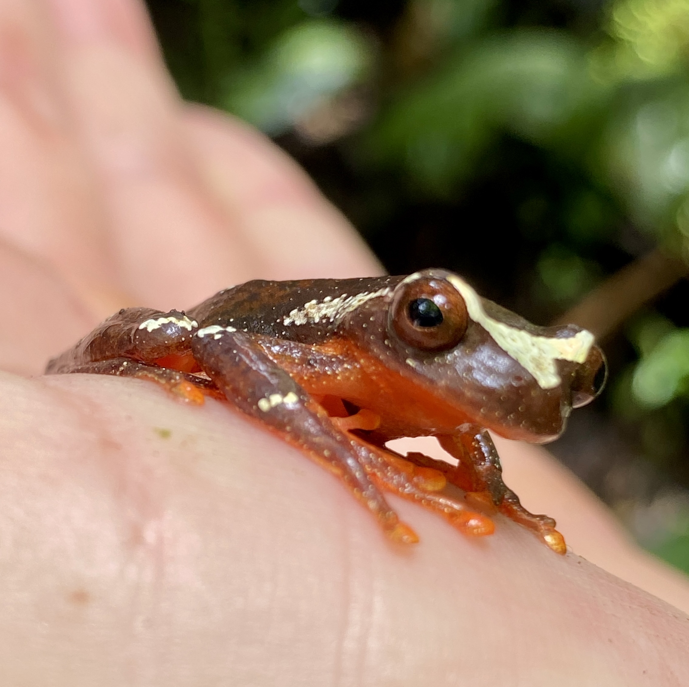 Frog in hand — Amazon