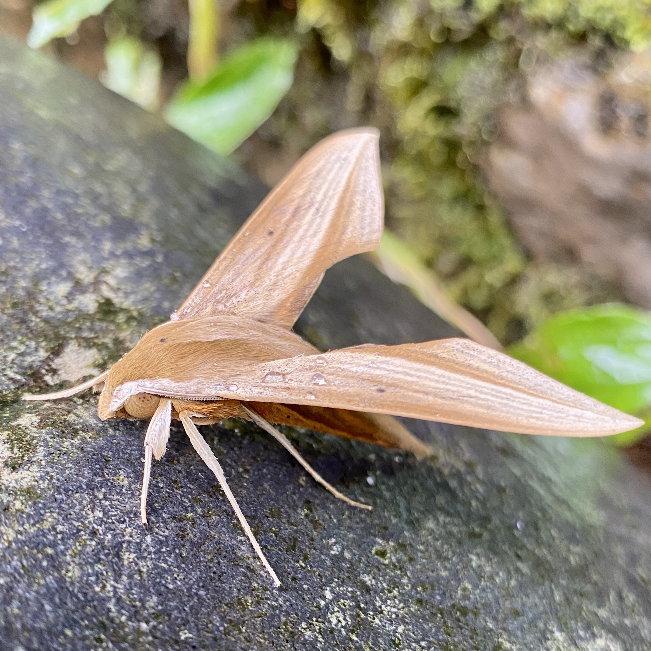 Sphinx moth — Ecuador