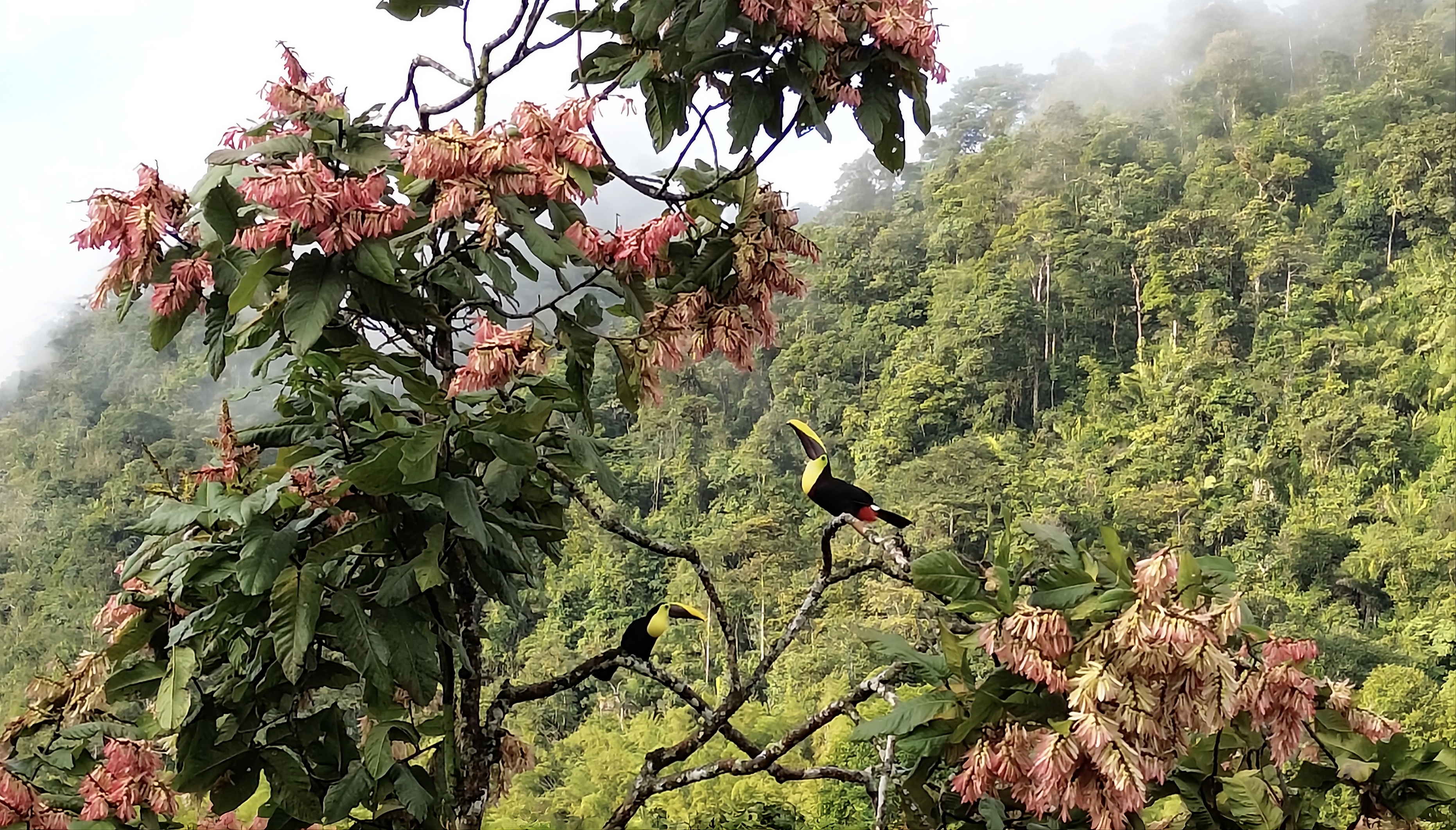 Toucans — Ecuador